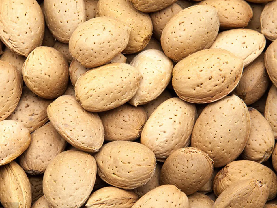 Almond With Shell Color Sorter