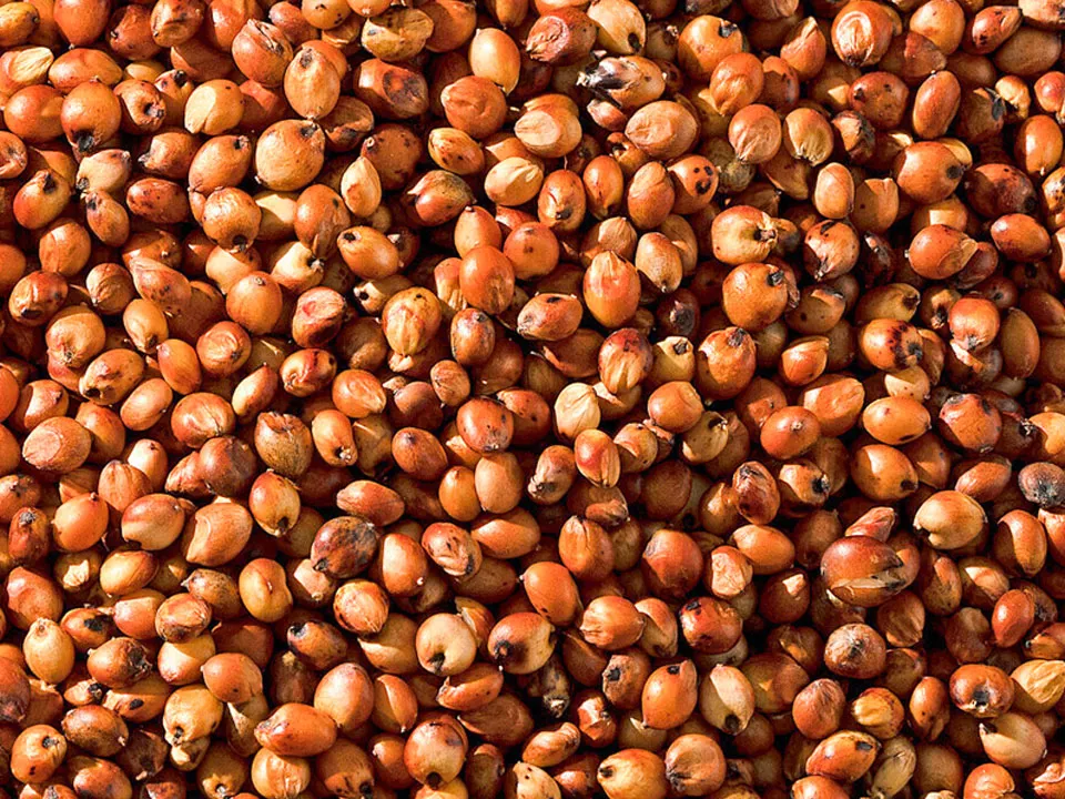 Sorghum Color Sorter