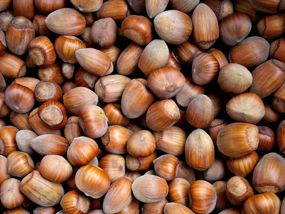 Hazelnut Color Sorter