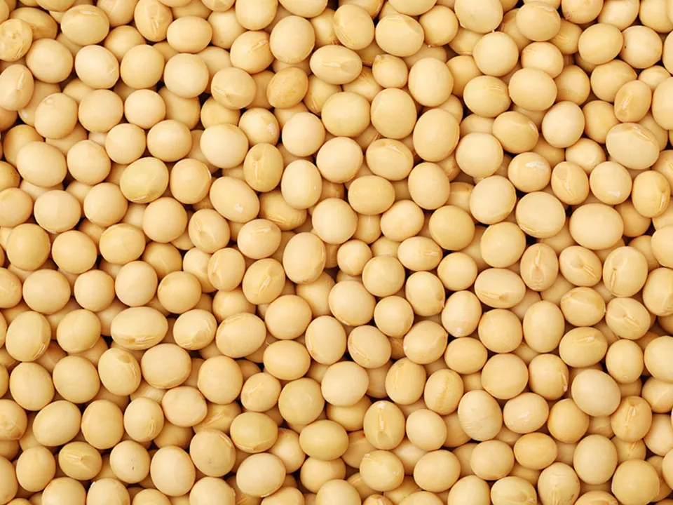 Soybean Color Sorter