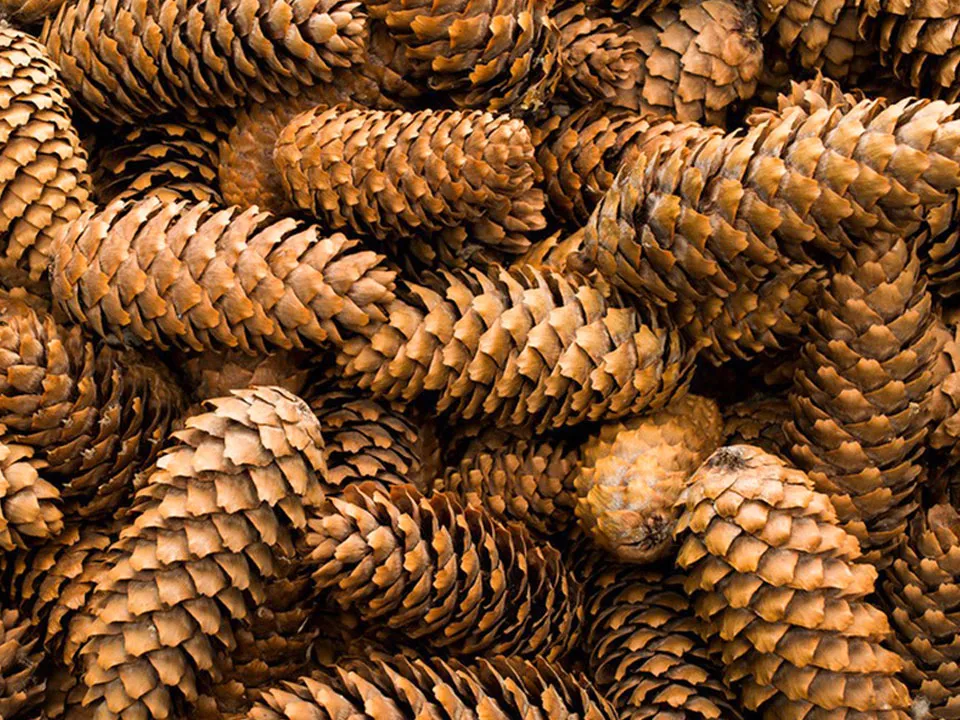 Pine Nut Color Sorter