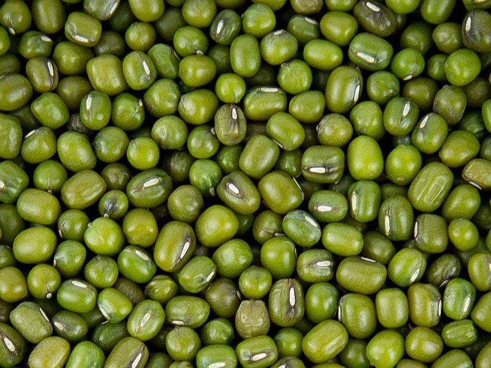 Mung Bean Color Sorter