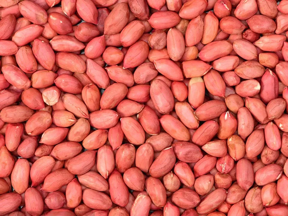 Peanut Kernel Color Sorter