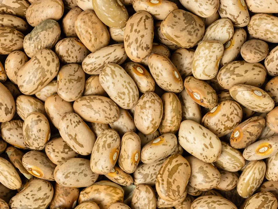 Speckled Bean Color Sorter