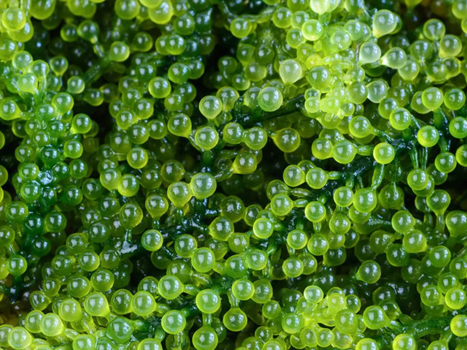 Seaweed Color Sorter