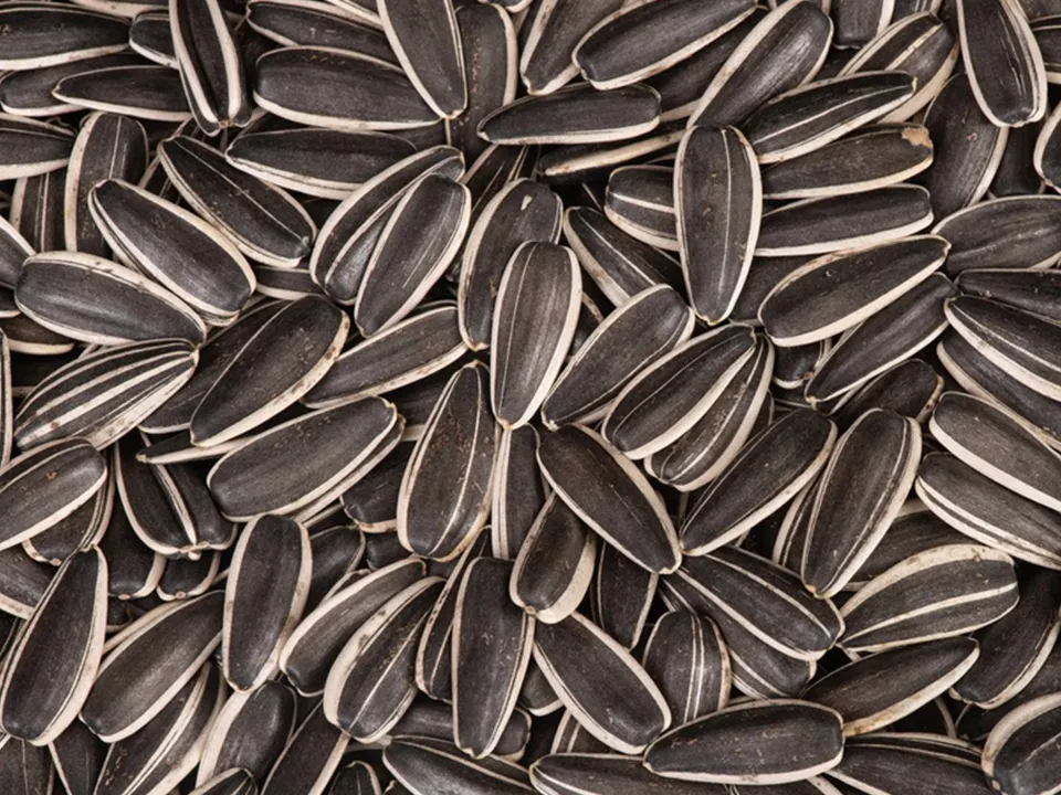 Sunflower Color Sorter