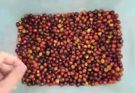 Coffee Cherry Sorting Display