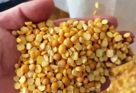 Using Wenyao Crawler Color Sorter to Select Soybeans With Better Quality