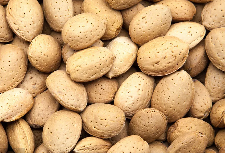 almond with shell color sorter kinds