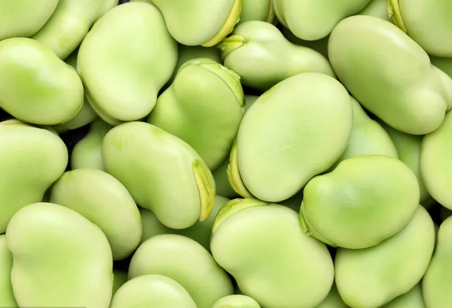 broad bean color sorter kinds