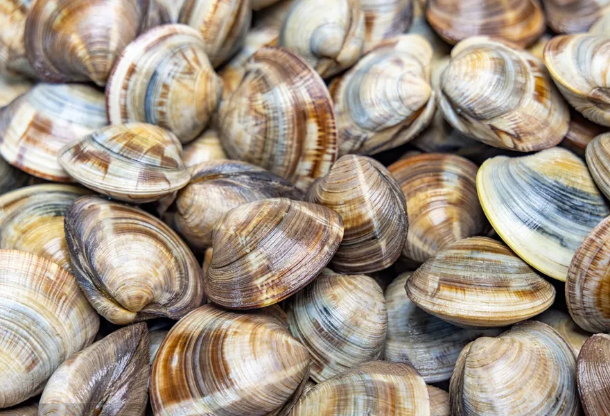 clam color sorter kinds