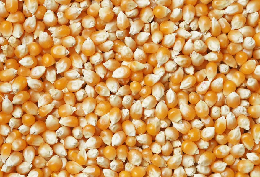 corn color sorter kinds