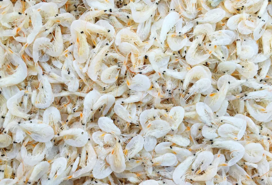 dried peeled shrimp color sorter kinds