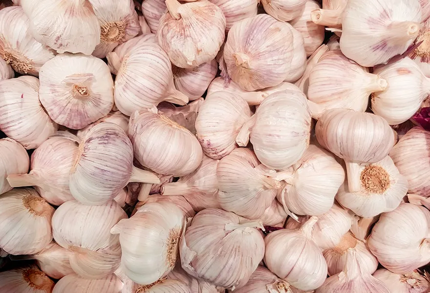 garlic color sorter kinds