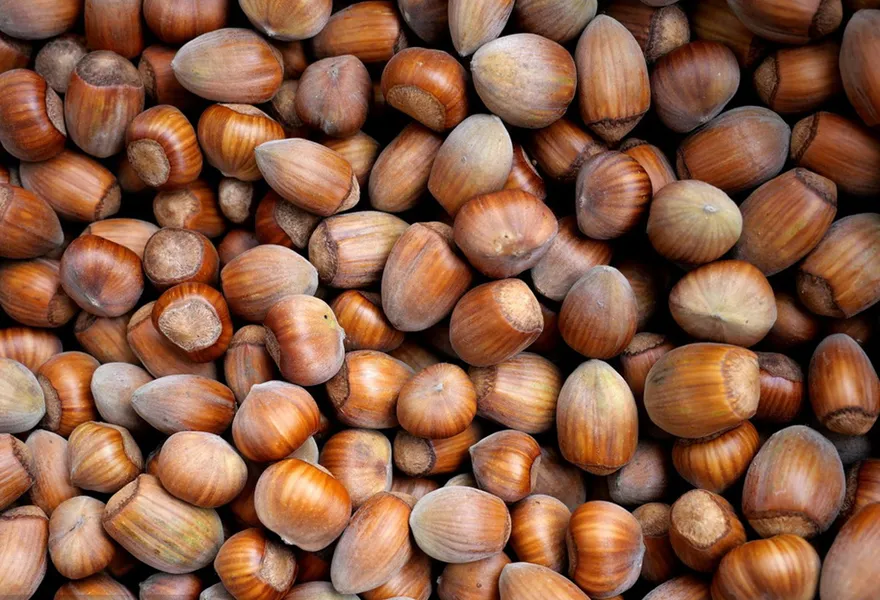 hazelnut color sorter kinds