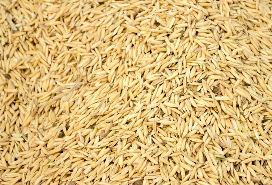 paddy color sorter kinds