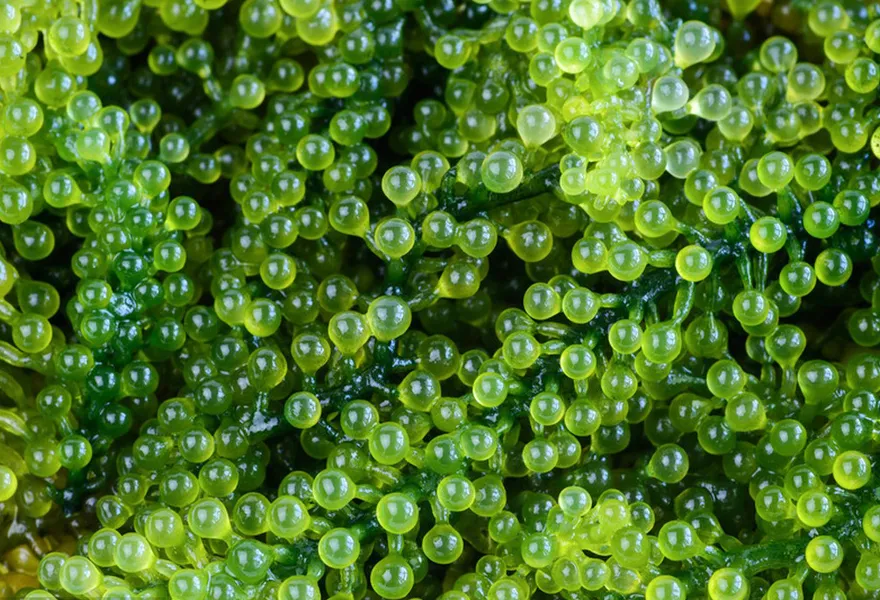 seaweed color sorter kinds