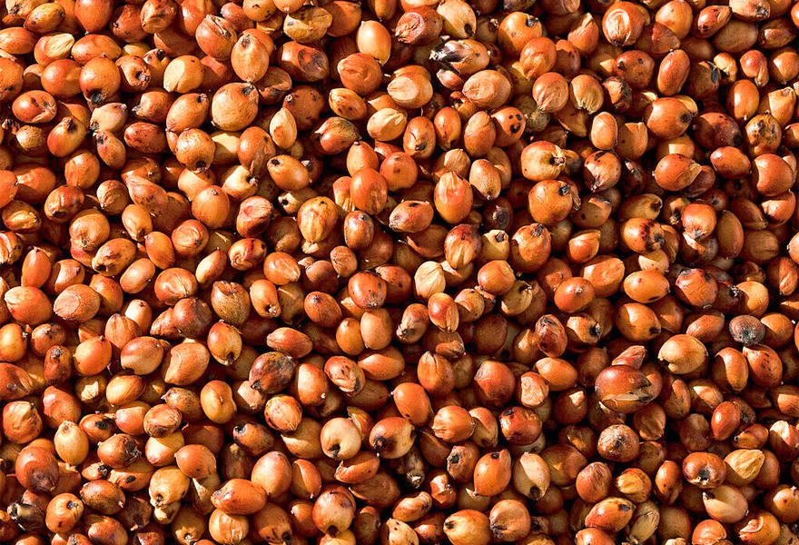 sorghum color sorter kinds