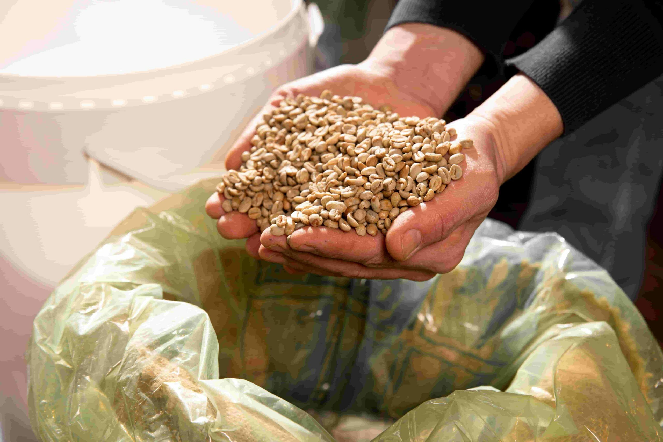 bean sorting_01